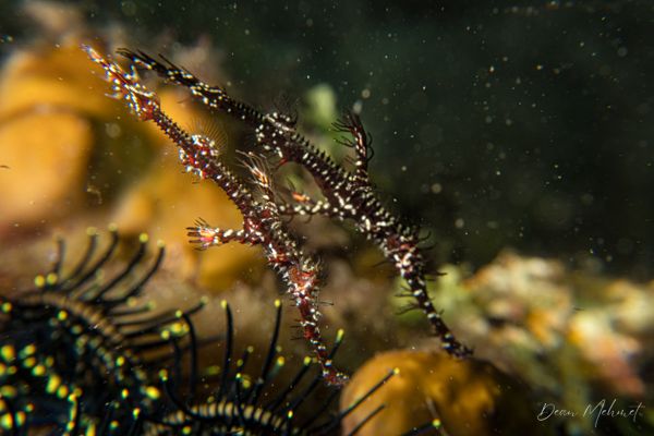Ornate Ghostpipefish - Photo 36
