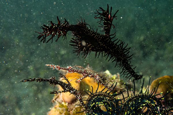 Ornate Ghostpipefish - Photo 37