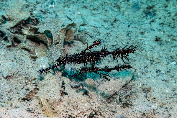 Ornate Ghostpipefish - Photo 42