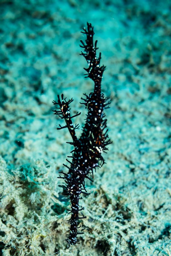 Ornate Ghostpipefish - Photo 43