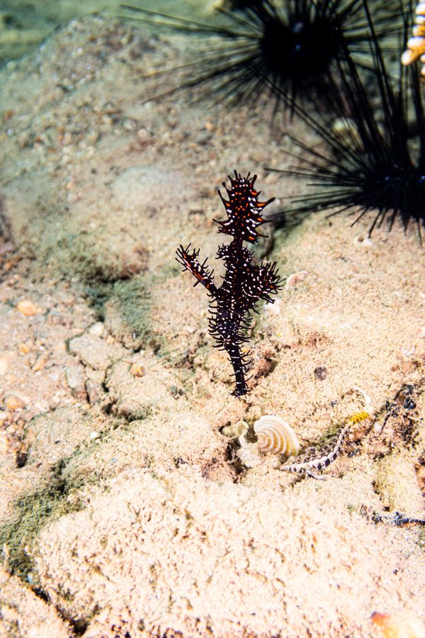 Ornate Ghostpipefish - Photo 44