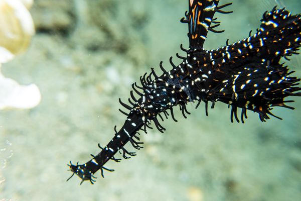 Ornate Ghostpipefish - Photo 45