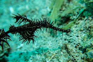 Ornate Ghostpipefish