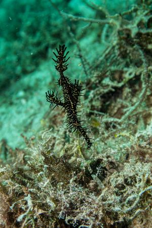 Ornate Ghostpipefish