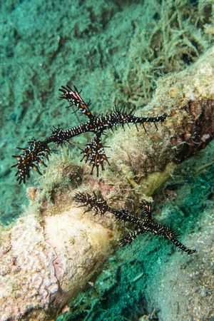 Ornate Ghostpipefish