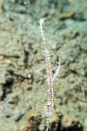 Ornate Ghostpipefish