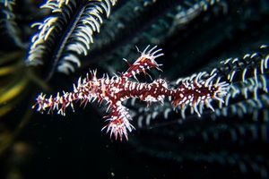 Ornate Ghostpipefish