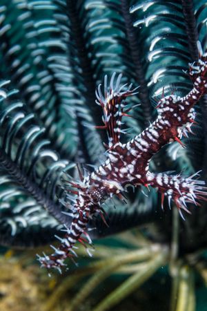 Ornate Ghostpipefish