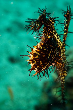 Ornate Ghostpipefish