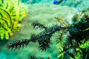 Ornate Ghostpipefish