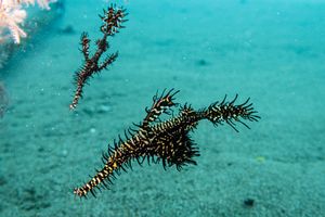 Ornate Ghostpipefish
