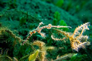 Ornate Ghostpipefish