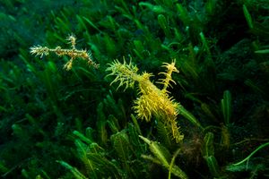 Ornate Ghostpipefish
