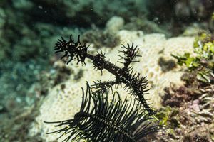 Ornate Ghostpipefish