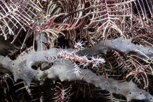 Ornate Ghostpipefish
