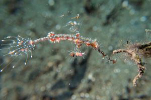 Ornate Ghostpipefish