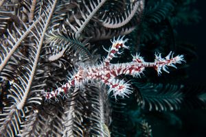Ornate Ghostpipefish