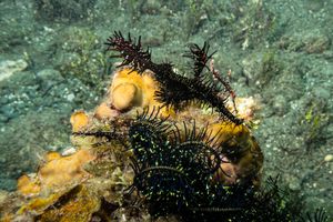 Ornate Ghostpipefish