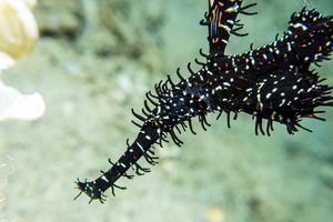 Ornate Ghostpipefish