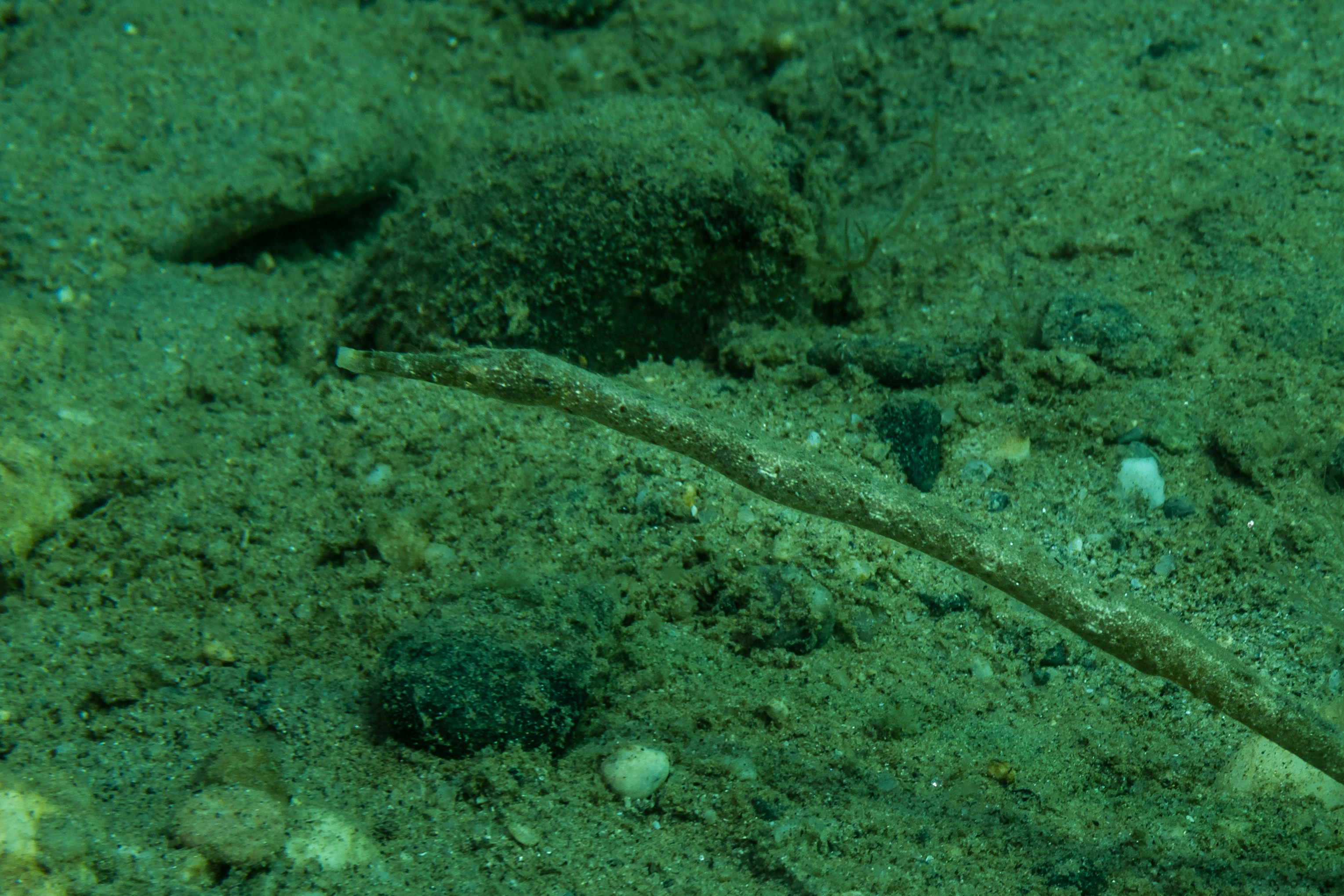 Bentstick Pipefish