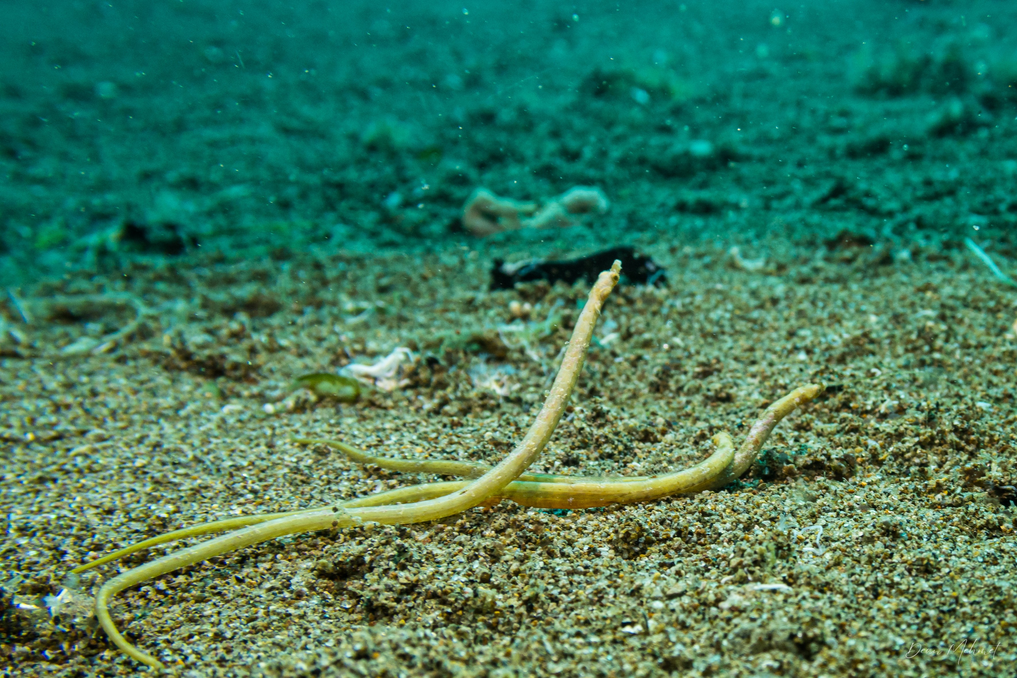 Bentstick Pipefish