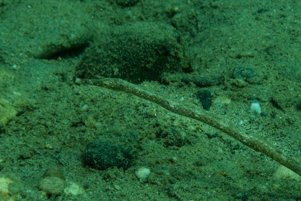 Bentstick Pipefish