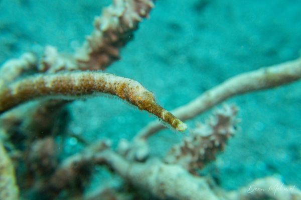 Bentstick Pipefish