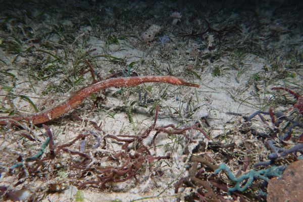 Bentstick Pipefish - Puerto Galera - 10 June 2025 - Dive 3