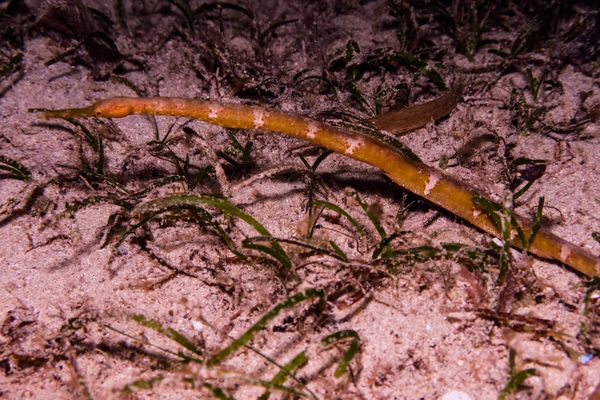 Bentstick Pipefish - Puerto Galera - 10 June 2025 - Dive 3
