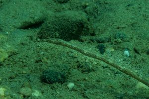Bentstick Pipefish