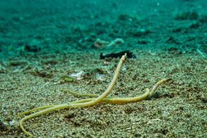 Bentstick Pipefish