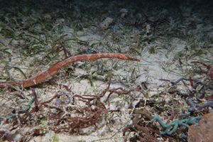 Bentstick Pipefish