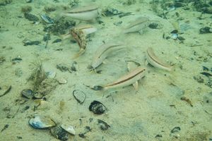 Bluespotted Goatfish