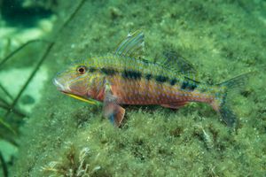Bluespotted Goatfish
