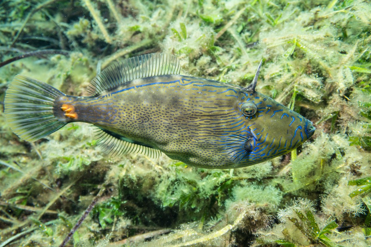 Spinytail Leatherjacket