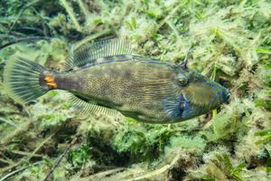 Puffers and Filefishes representative species