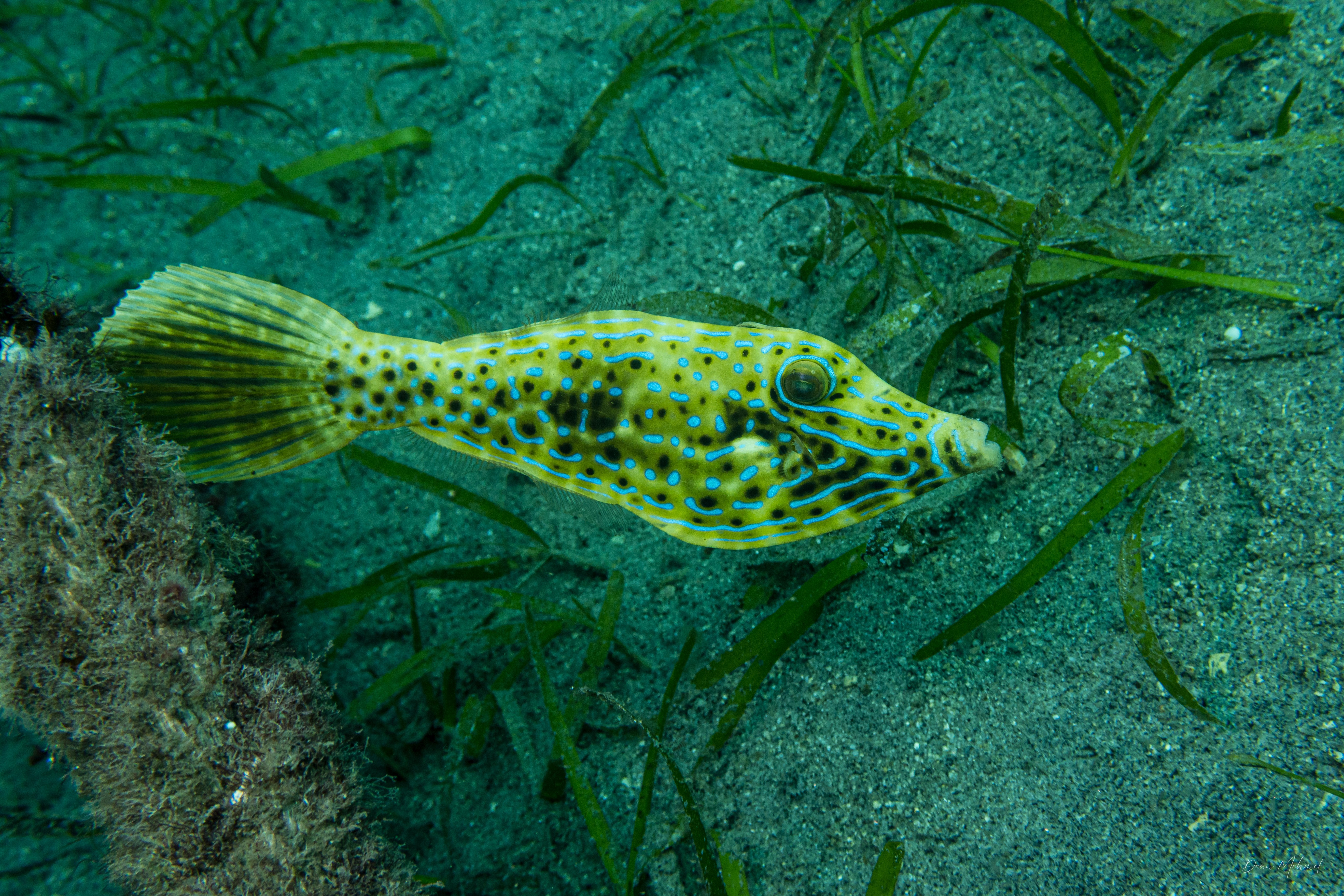 Scrawled Filefish