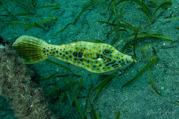 Scrawled Filefish
