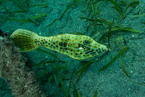 Puffers and Filefishes representative species