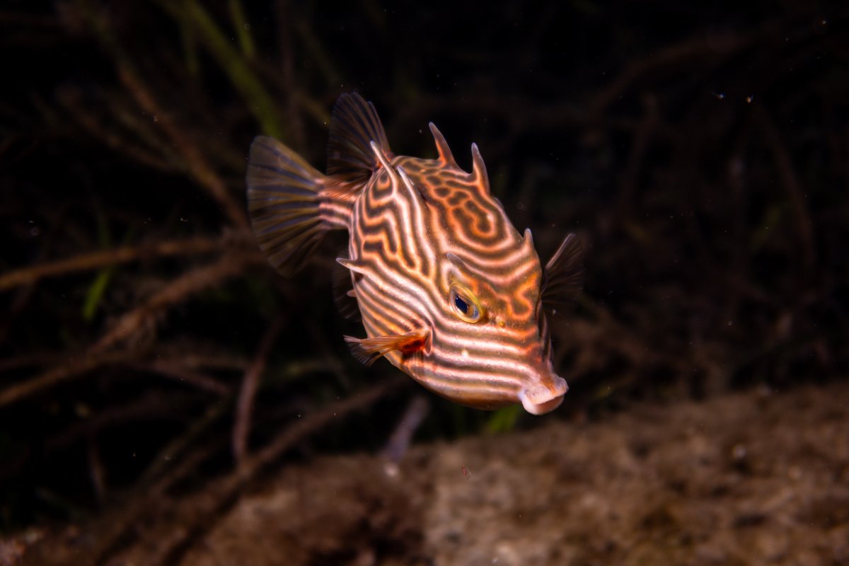 Shaws Cowfish hero image