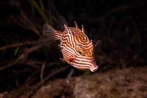 Shaw's Cowfish