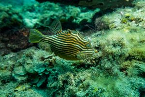 Shaw's Cowfish