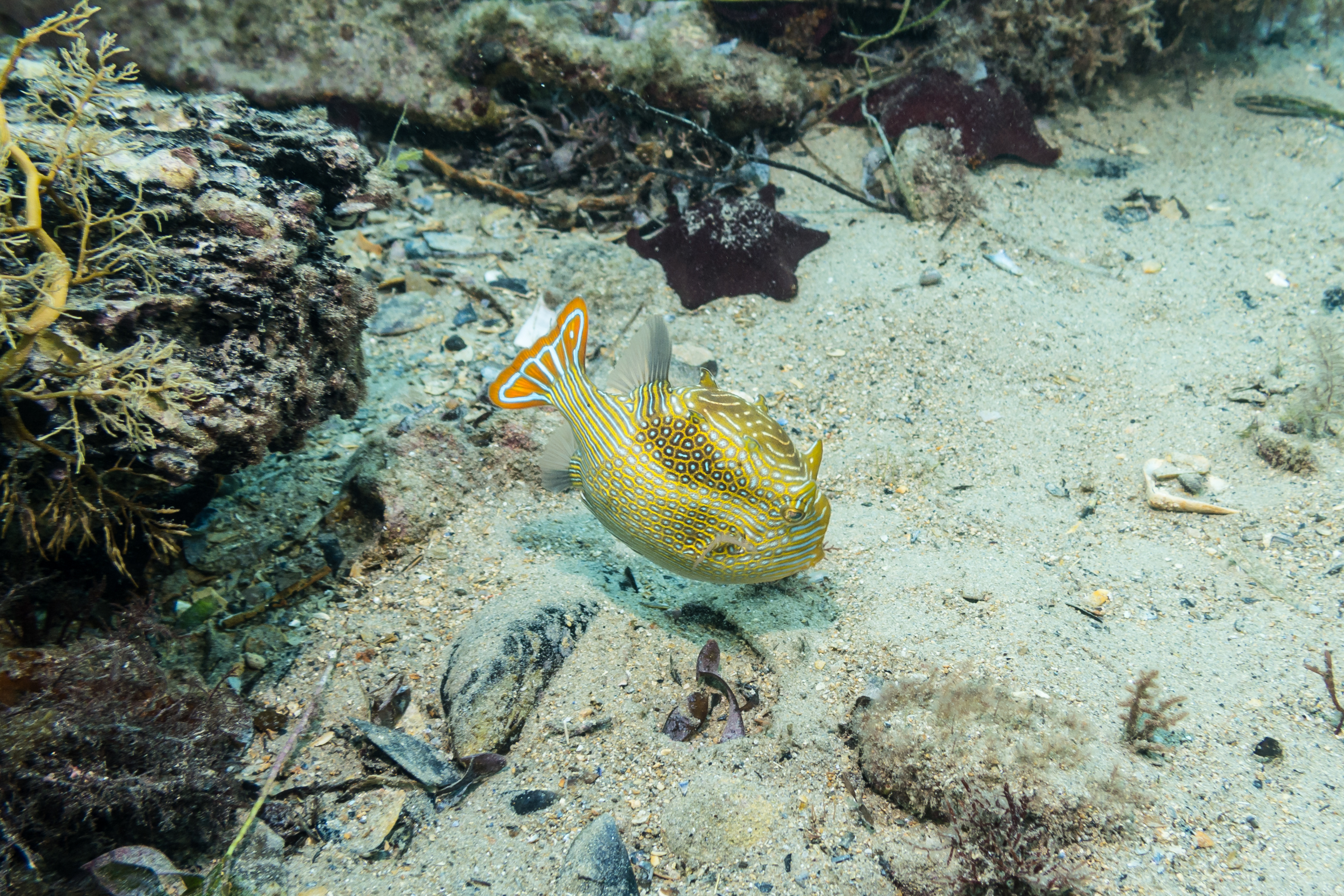 Ornate Cowfish
