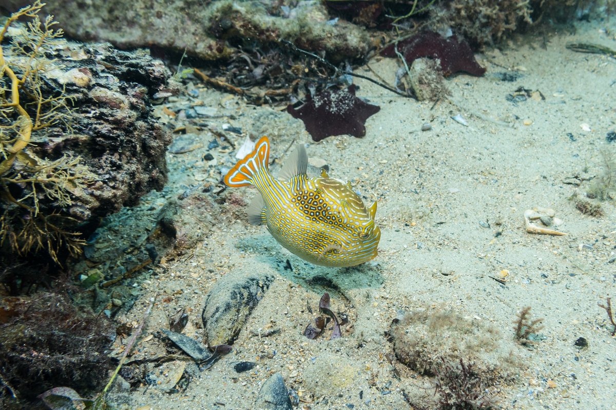 Ornate Cowfish