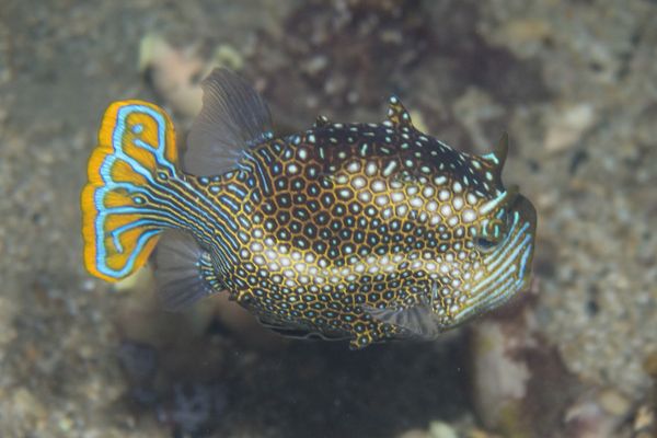 Ornate Cowfish - Edithburg Pier - Undated - Dive 0