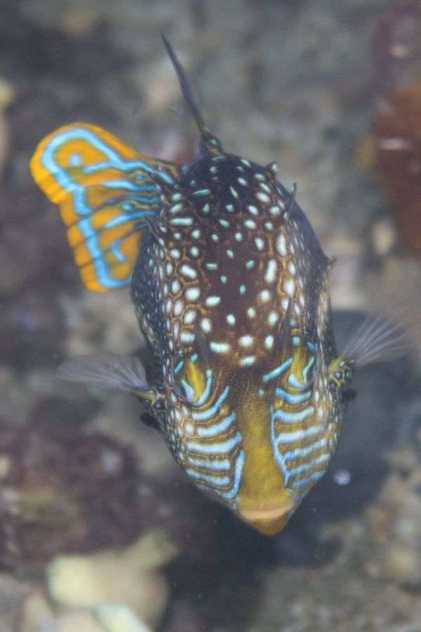 Ornate Cowfish - Edithburg Pier - Undated - Dive 0