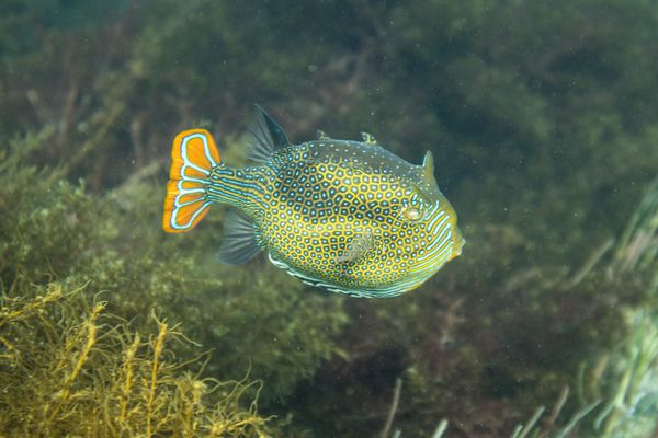 Ornate Cowfish