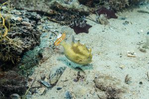 Ornate Cowfish