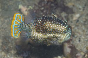 Ornate Cowfish from Whyalla Trip - June 2023