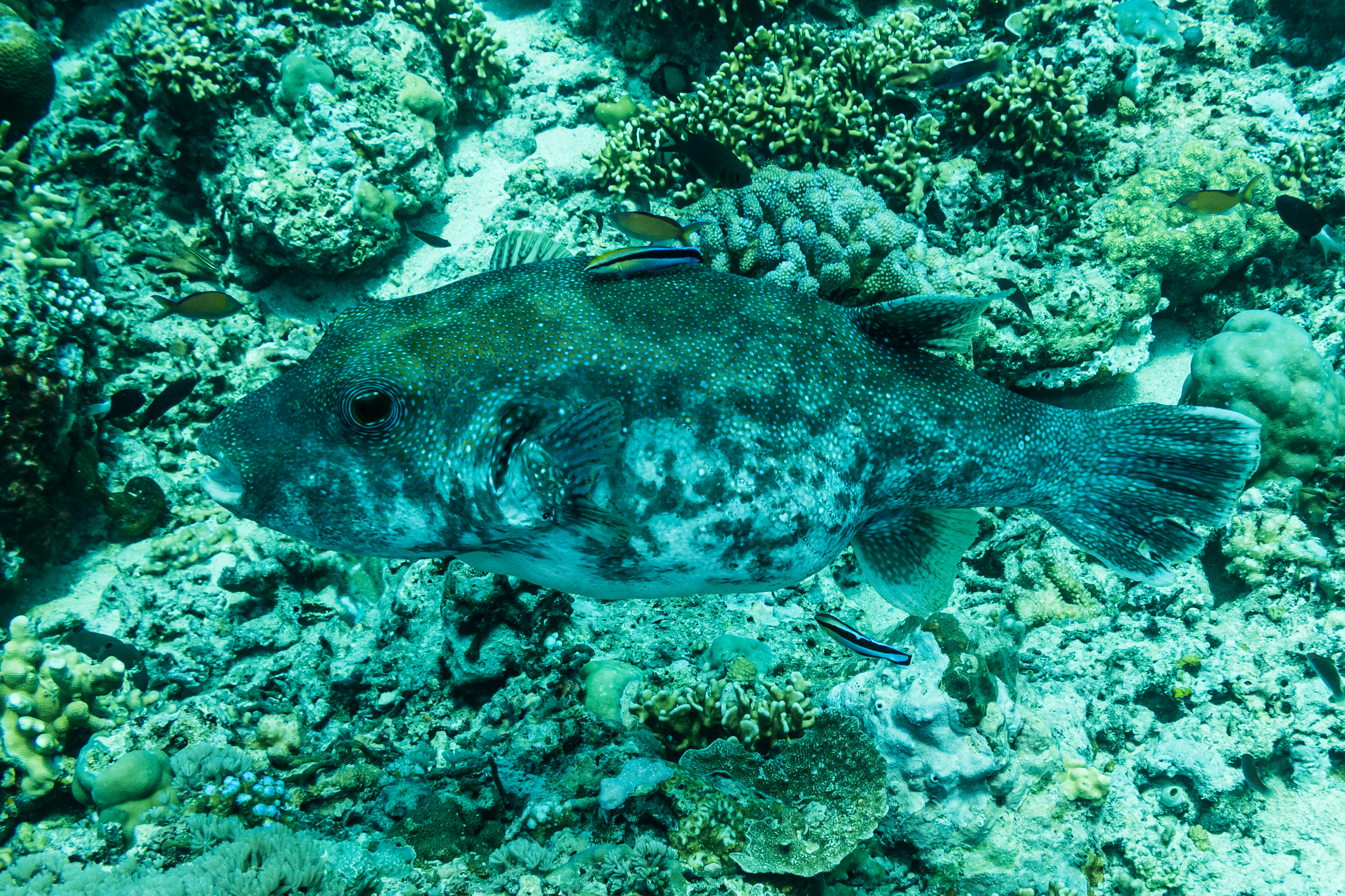 Bluespotted Puffer